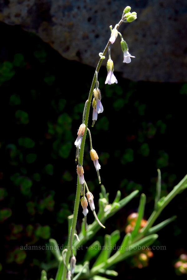 reflexed rock-cress (Boechera retrofracta (Arabis holboellii var. retrofracta)) [Peak 5762, Willamette National Forest, Linn County, Oregon]