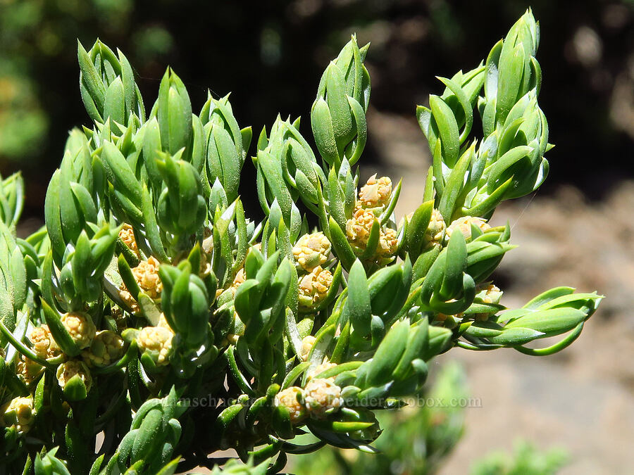 juniper pollen cones (Juniperus communis) [Peak 5762, Willamette National Forest, Linn County, Oregon]