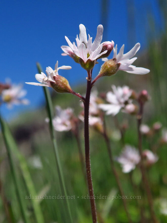 prairie star (Lithophragma parviflorum) [Echo Mountain, Willamette National Forest, Linn County, Oregon]