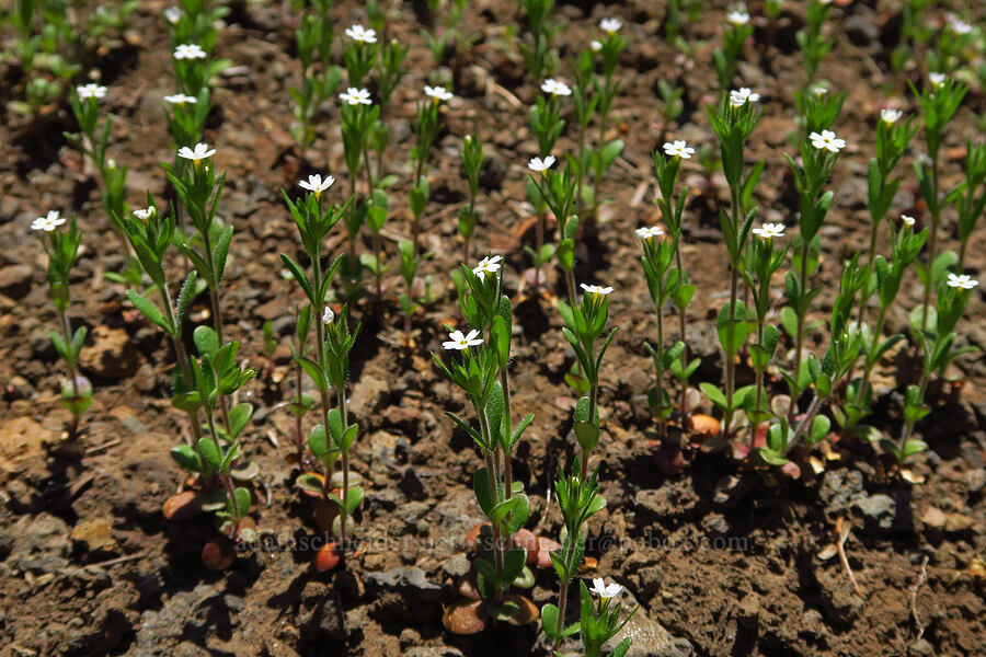 slender phlox (Microsteris gracilis (Phlox gracilis)) [Echo Mountain, Willamette National Forest, Linn County, Oregon]