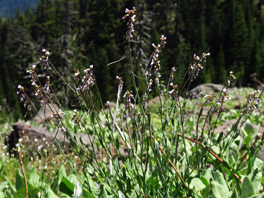 Lemmon's rock-cress (Boechera lemmonii (Arabis lemmonii)) [Echo Mountain, Willamette National Forest, Linn County, Oregon]