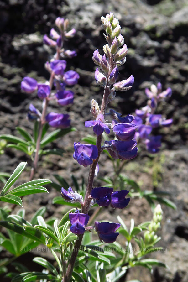 spurred lupine (Lupinus arbustus) [Echo Mountain, Willamette National Forest, Linn County, Oregon]