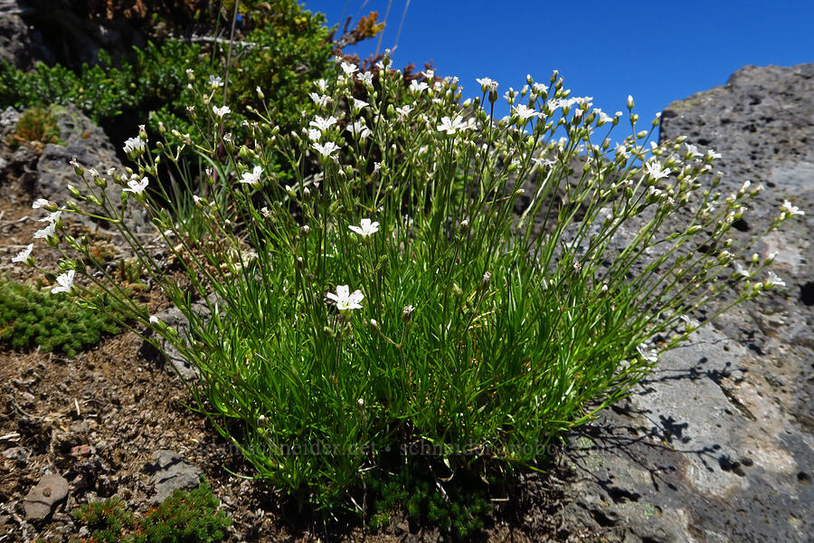 slender mountain sandwort (Eremogone capillaris (Arenaria capillaris)) [Echo Mountain, Willamette National Forest, Linn County, Oregon]