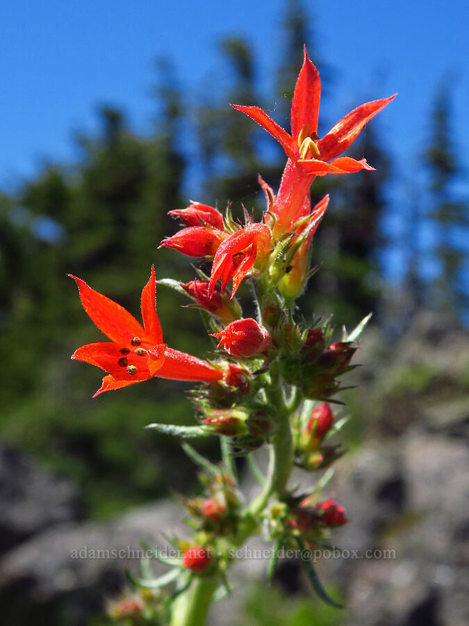 scarlet gilia (Ipomopsis aggregata) [Echo Mountain, Willamette National Forest, Linn County, Oregon]