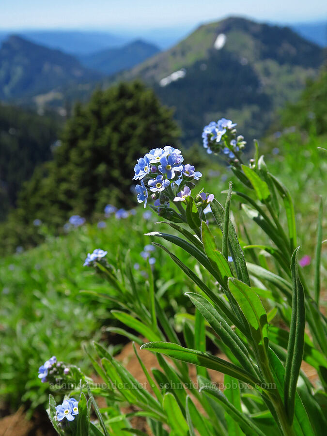 blue stick-seed (Hackelia micrantha (Hackelia jessicae)) [Echo Mountain, Willamette National Forest, Linn County, Oregon]