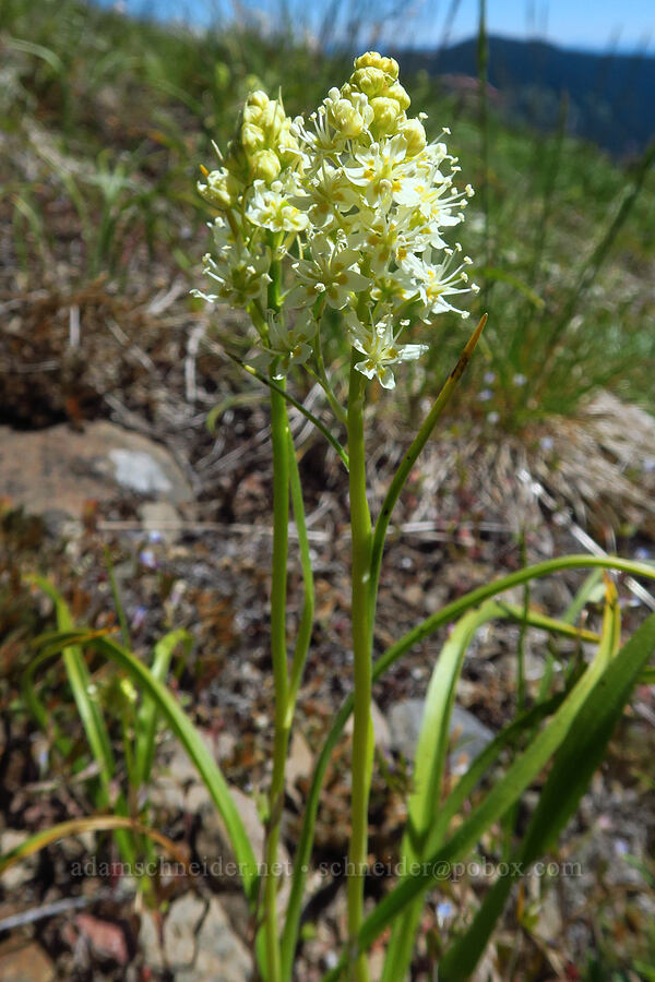 meadow death-camas (Toxicoscordion venenosum (Zigadenus venenosus)) [Echo Mountain, Willamette National Forest, Linn County, Oregon]