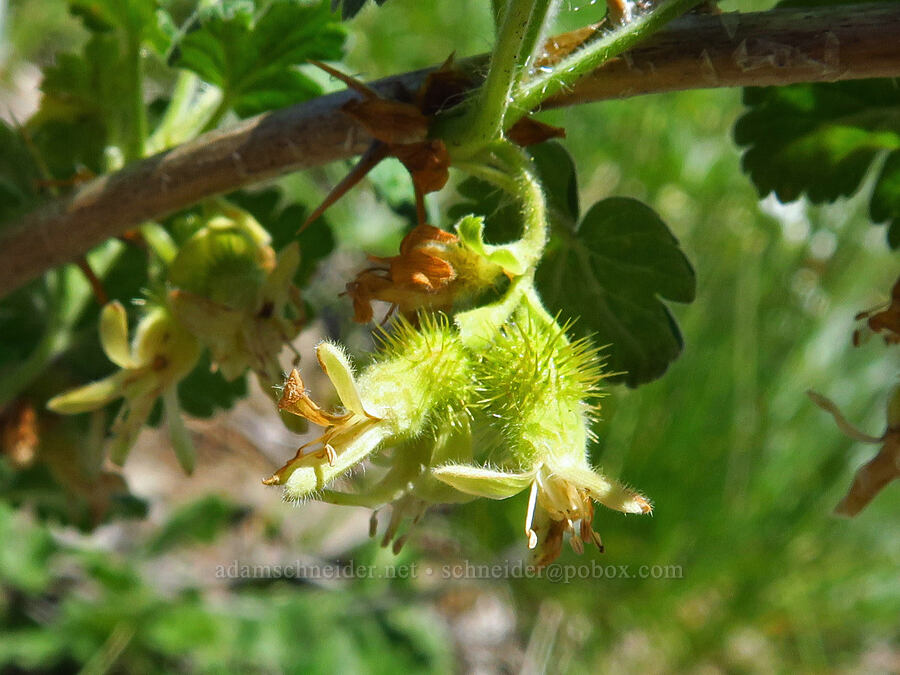 trailing gooseberry (Ribes binominatum) [Echo Mountain, Willamette National Forest, Linn County, Oregon]