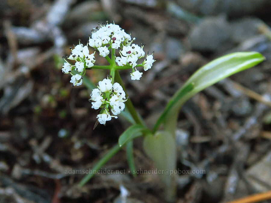 California Indian-potato (Orogenia fusiformis (Lomatium fusiformis)) [Echo Mountain, Willamette National Forest, Linn County, Oregon]