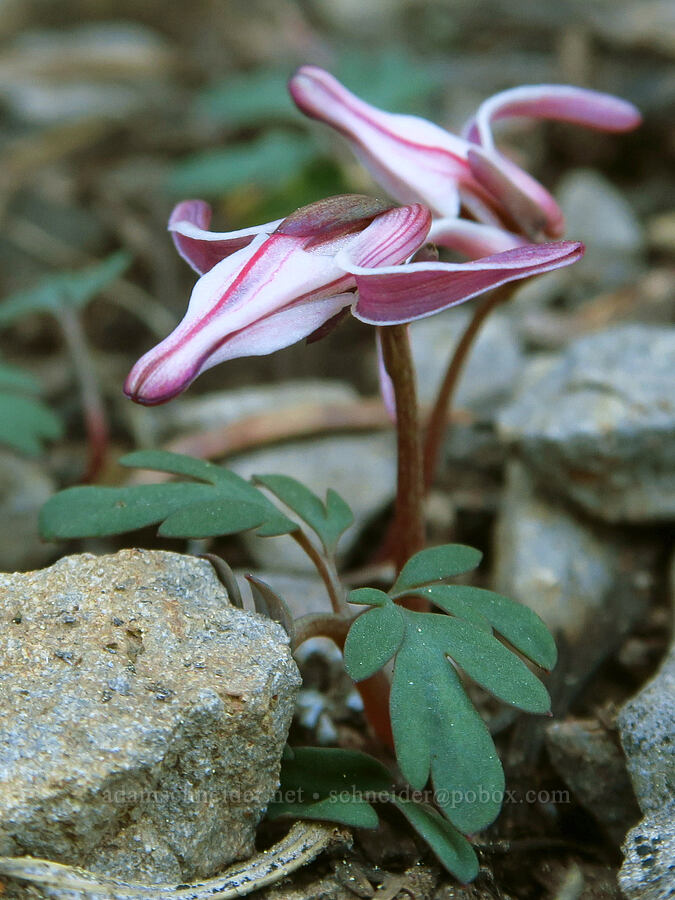 steer's-heads (Dicentra uniflora) [Echo Mountain, Willamette National Forest, Linn County, Oregon]