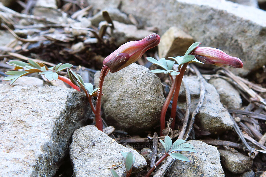 steer's-heads, budding (Dicentra uniflora) [Echo Mountain, Willamette National Forest, Linn County, Oregon]