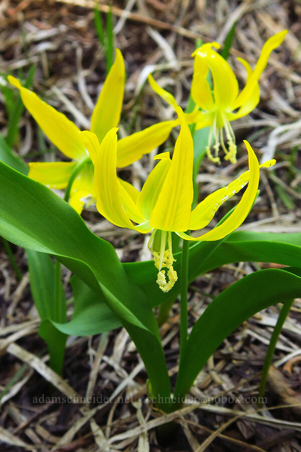 glacier lilies (Erythronium grandiflorum) [Echo Mountain, Willamette National Forest, Linn County, Oregon]