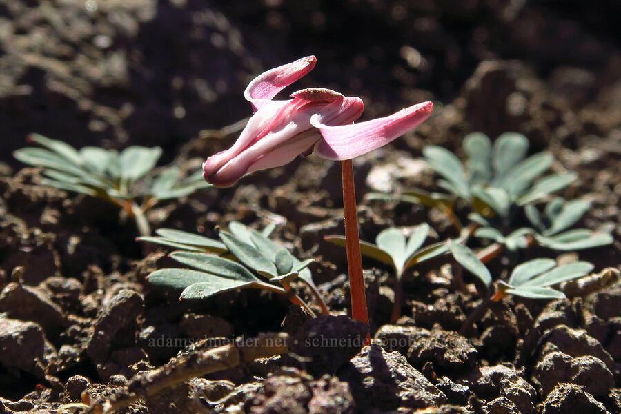 steer's-head (Dicentra uniflora) [South Peak, Willamette National Forest, Linn County, Oregon]