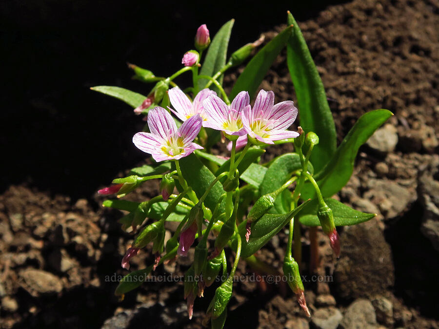 lance-leaf spring-beauty (Claytonia lanceolata) [South Peak, Willamette National Forest, Linn County, Oregon]