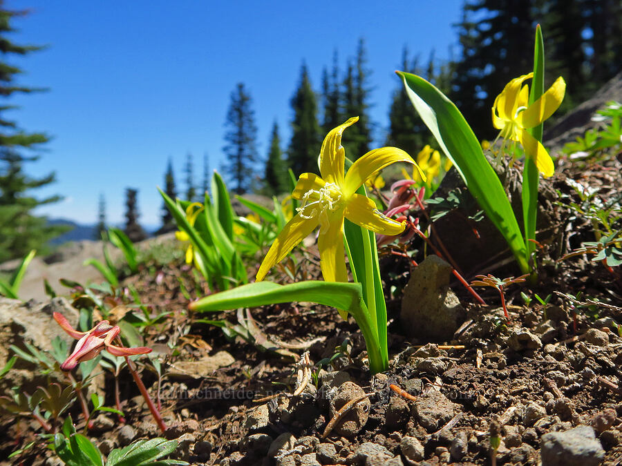 glacier lilies & steer's heads (Erythronium grandiflorum, Dicentra uniflora) [South Peak, Willamette National Forest, Linn County, Oregon]