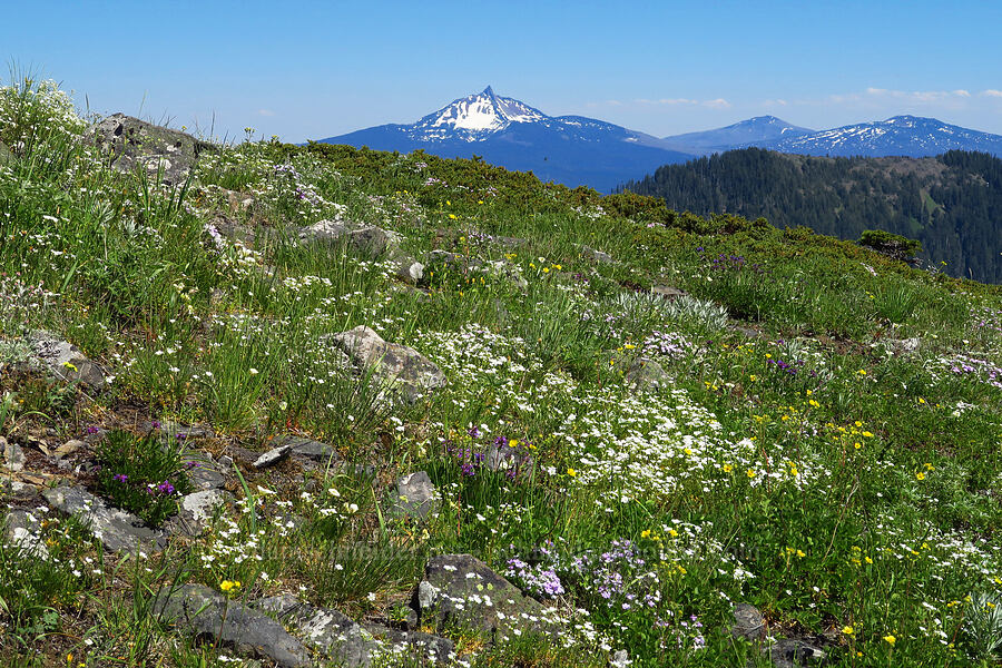 wildflowers & Mount Washington (Cerastium arvense, Penstemon procerus, Calochortus subalpinus, Drymocallis glandulosa (Potentilla glandulosa), Phlox diffusa) [South Peak, Willamette National Forest, Linn County, Oregon]