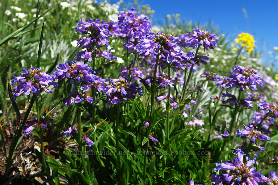 small-flowered penstemon (Penstemon procerus var. brachyanthus) [South Peak, Willamette National Forest, Linn County, Oregon]