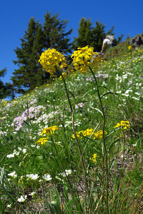 wallflower (Erysimum capitatum) [South Peak, Willamette National Forest, Linn County, Oregon]