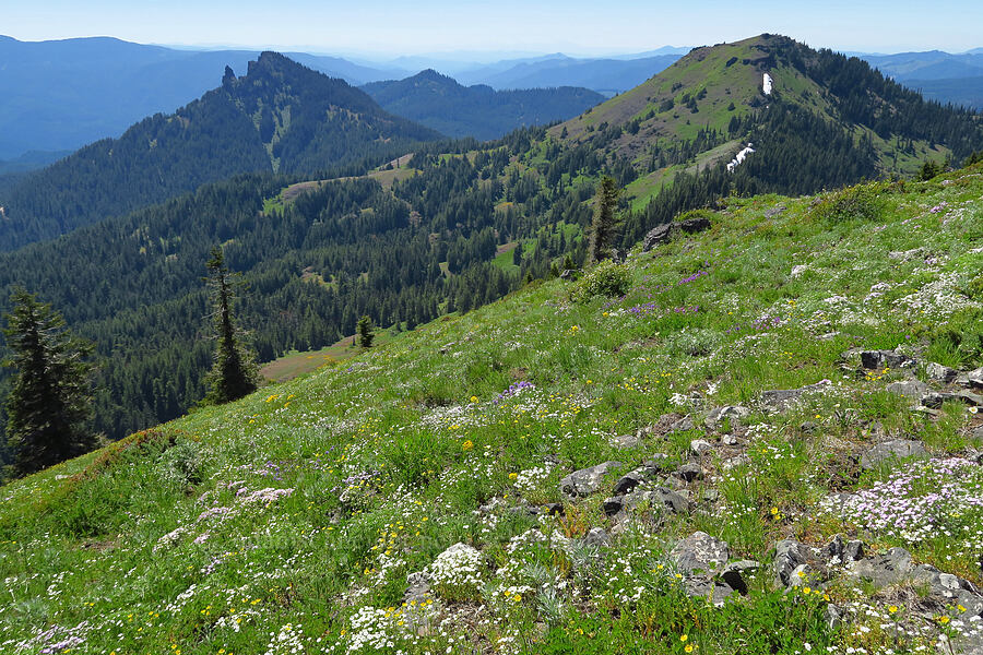 wildflowers, Cone Peak, & Iron Mountain (Erysimum capitatum, Cerastium arvense, Drymocallis glandulosa (Potentilla glandulosa), Penstemon procerus) [South Peak, Willamette National Forest, Linn County, Oregon]