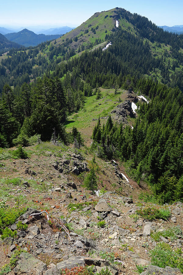 saddle between South Peak & Cone Peak [South Peak, Willamette National Forest, Linn County, Oregon]