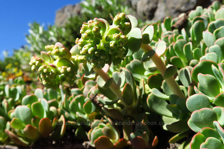 creamy stonecrop, budding (Sedum oregonense) [South Peak, Willamette National Forest, Linn County, Oregon]