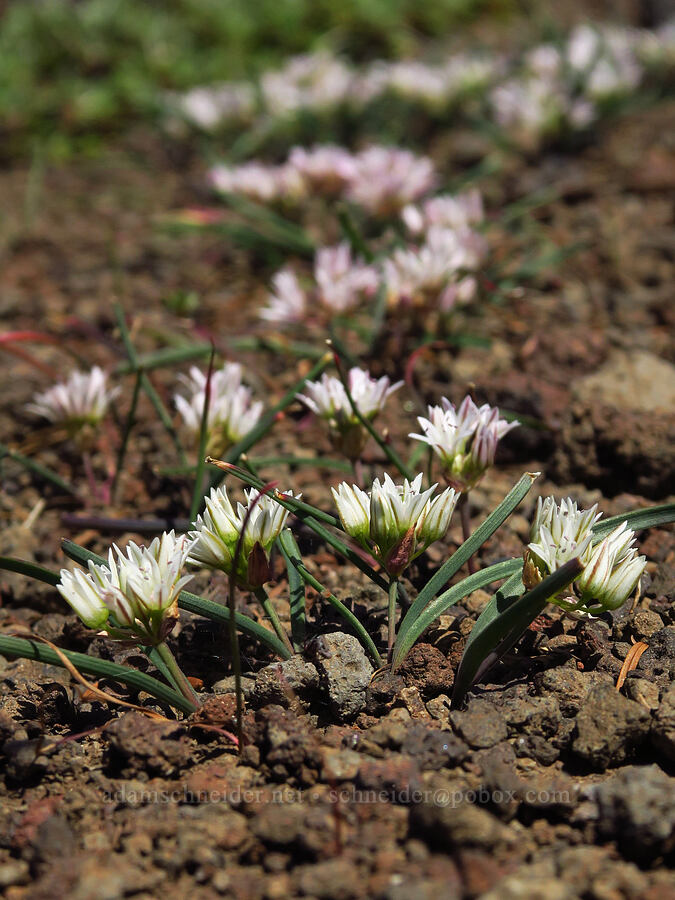 Olympic onions (Allium crenulatum) [South Peak, Willamette National Forest, Linn County, Oregon]