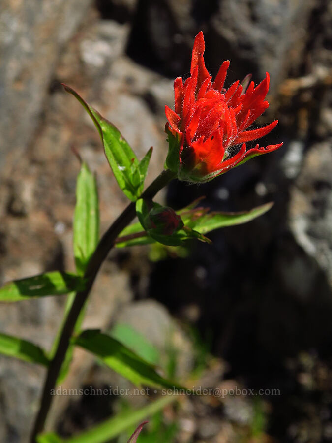 scarlet paintbrush (Castilleja miniata) [South Peak, Willamette National Forest, Linn County, Oregon]