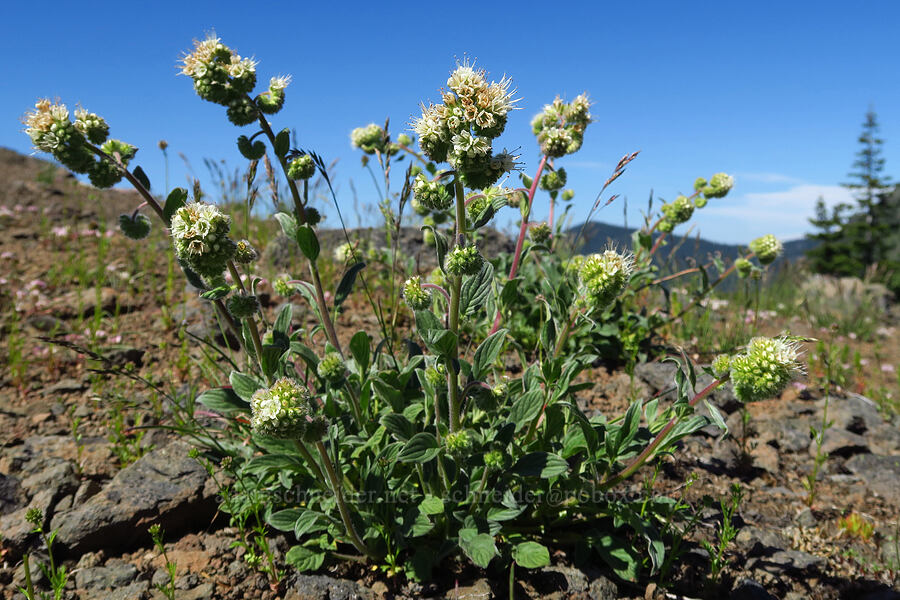 silver-leaf phacelia (Phacelia hastata) [South Peak, Willamette National Forest, Linn County, Oregon]