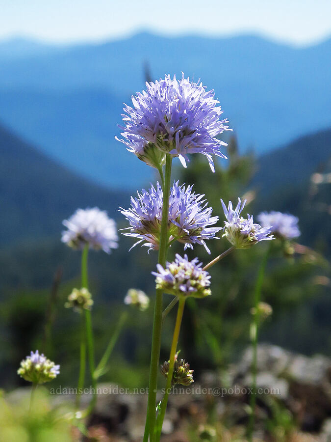 blue-head gilia (Gilia capitata) [South Peak, Willamette National Forest, Linn County, Oregon]