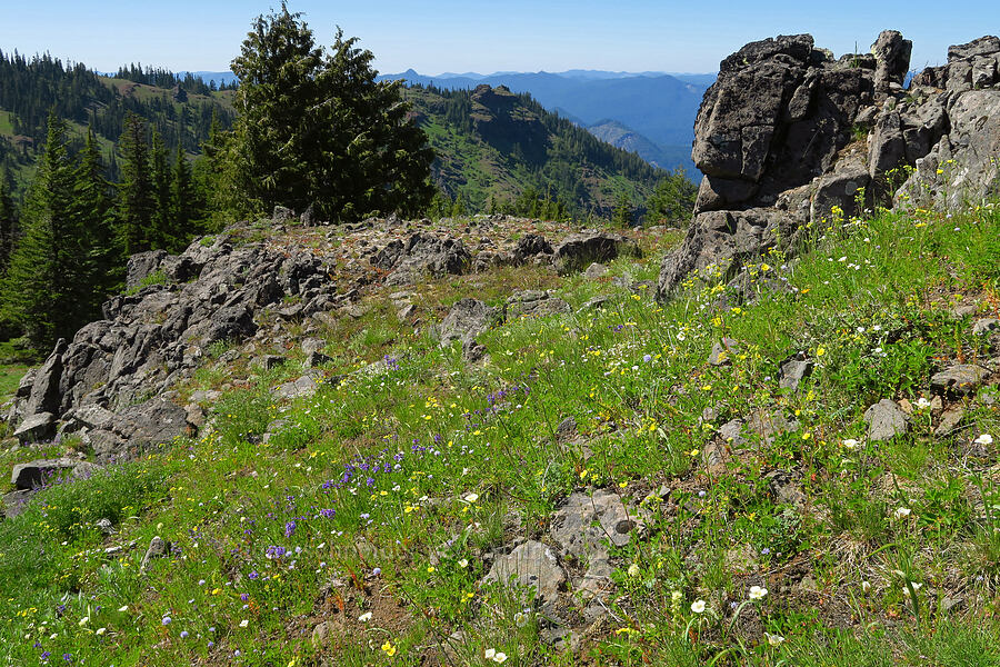 wildflowers (Drymocallis glandulosa (Potentilla glandulosa), Calochortus subalpinus, Penstemon procerus, Toxicoscordion venenosum (Zigadenus venenosus), Gilia capitata) [South Peak, Willamette National Forest, Linn County, Oregon]