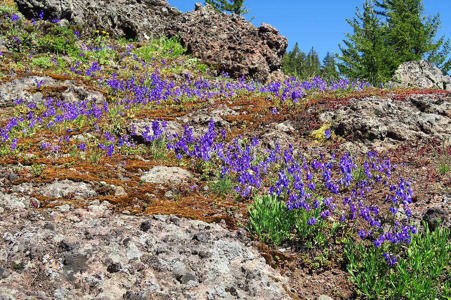 Menzies' larkspur (Delphinium menziesii) [South Peak, Willamette National Forest, Linn County, Oregon]