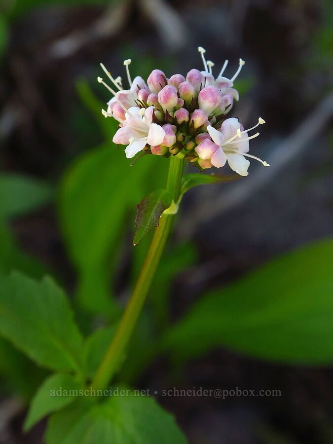 Sitka valerian (Valeriana sitchensis) [Cone Peak, Willamette National Forest, Linn County, Oregon]