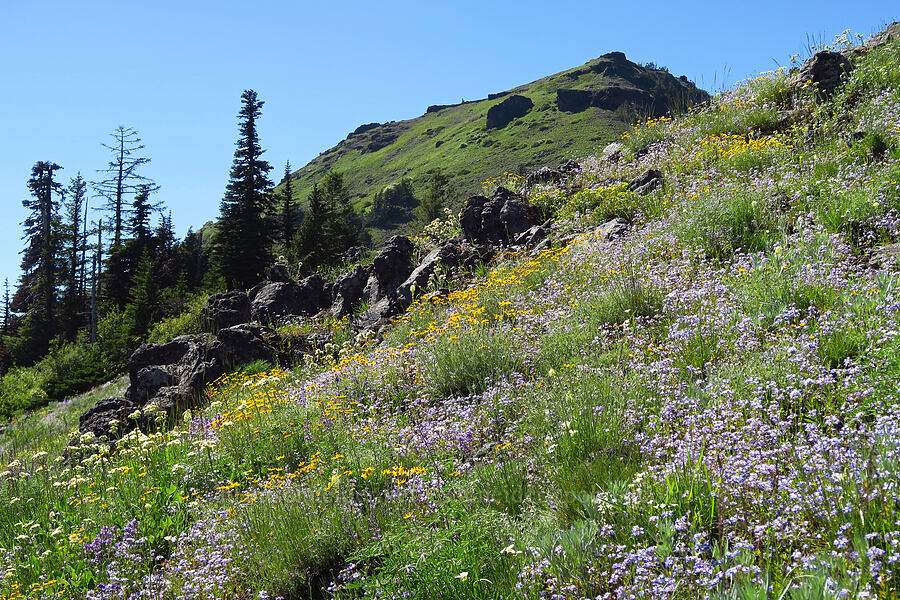 wildflowers (Eriophyllum lanatum, Gilia capitata, Phacelia hastata, Eriogonum compositum, Toxicoscordion venenosum (Zigadenus venenosus), Cerastium arvense, Collinsia grandiflora) [Cone Peak, Willamette National Forest, Linn County, Oregon]