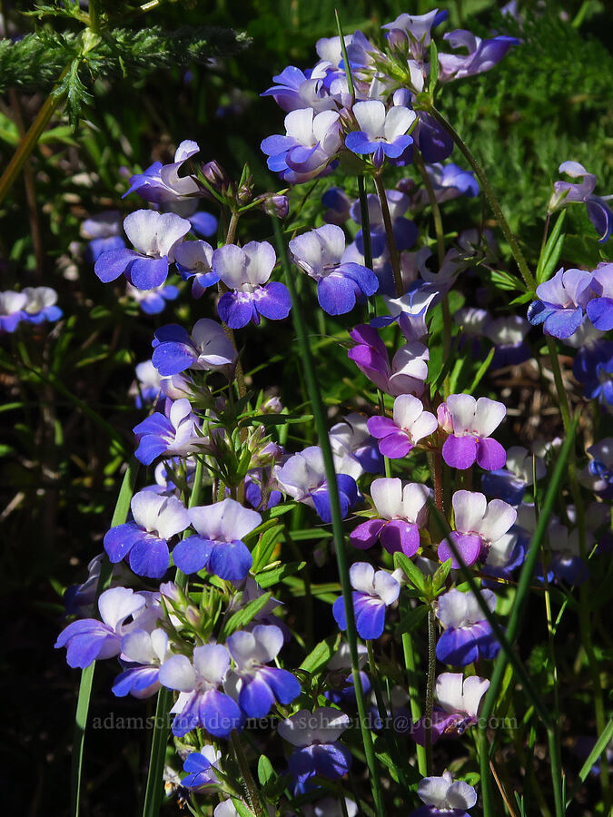 large-flowered blue-eyed-mary (Collinsia grandiflora) [Cone Peak, Willamette National Forest, Linn County, Oregon]