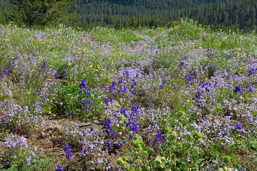 wildflowers (Delphinium menziesii, Collinsia grandiflora, Drymocallis glandulosa (Potentilla glandulosa), Phacelia hastata) [Cone Peak, Willamette National Forest, Linn County, Oregon]