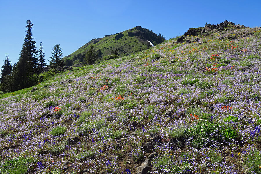 wildflowers (Collinsia grandiflora, Castilleja hispida, Delphinium menziesii, Calochortus subalpinus) [Cone Peak, Willamette National Forest, Linn County, Oregon]