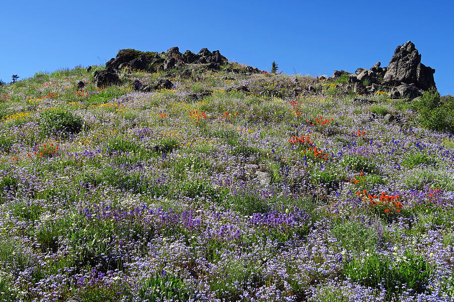 wildflowers (Collinsia grandiflora, Castilleja hispida, Delphinium menziesii, Calochortus subalpinus, Eriophyllum lanatum) [Cone Peak, Willamette National Forest, Linn County, Oregon]