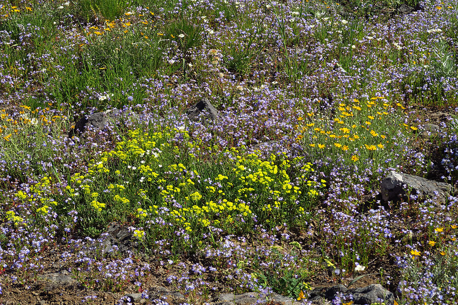 wildflowers (Eriogonum umbellatum var. haussknechtii (Eriogonum haussknechtii), Collinsia grandiflora, Eriophyllum lanatum, Calochortus subalpinus) [Cone Peak, Willamette National Forest, Linn County, Oregon]