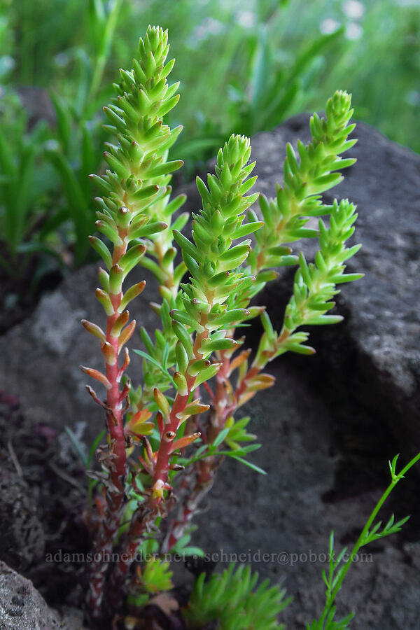 worm-leaf stonecrop leaves (Sedum stenopetalum) [Cone Peak, Willamette National Forest, Linn County, Oregon]