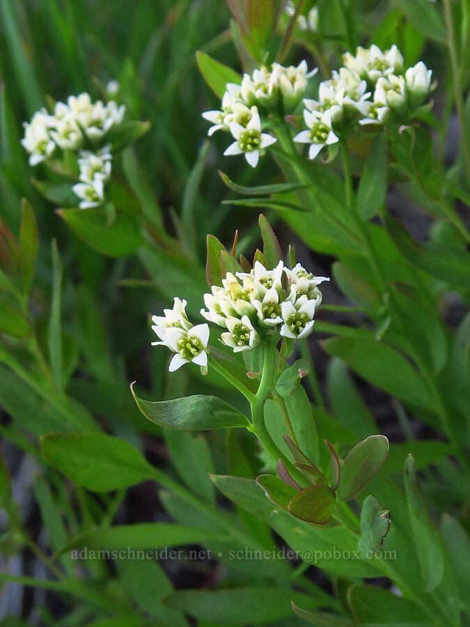 bastard toad-flax (Comandra umbellata) [Cone Peak, Willamette National Forest, Linn County, Oregon]