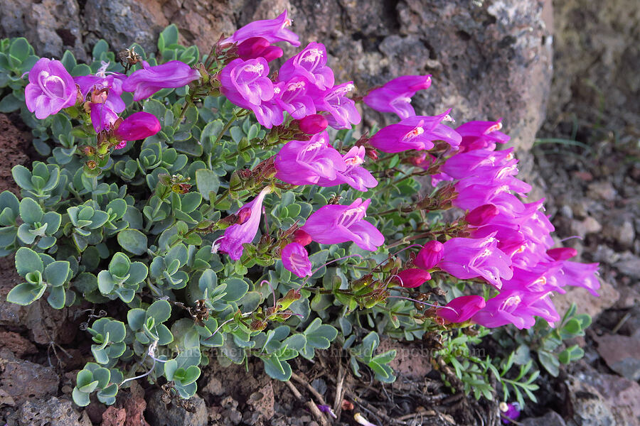 cliff penstemon (Penstemon rupicola) [Cone Peak, Willamette National Forest, Linn County, Oregon]