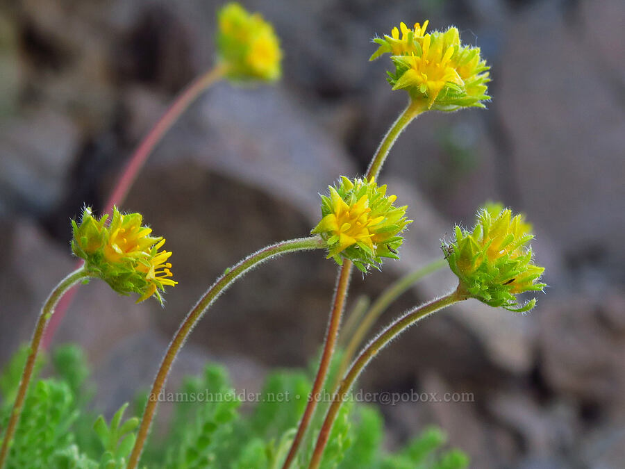 Gordon's alpine ivesia (Ivesia gordonii var. alpicola (Potentilla gordonii var. alpicola)) [Cone Peak, Willamette National Forest, Linn County, Oregon]