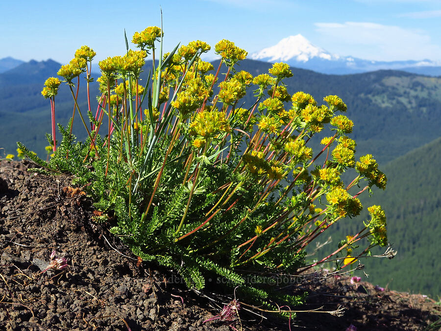 Gordon's alpine ivesia (Ivesia gordonii var. alpicola (Potentilla gordonii var. alpicola)) [Cone Peak, Willamette National Forest, Linn County, Oregon]