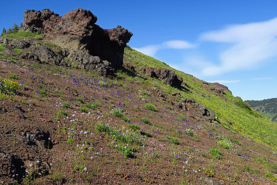 wildflowers on Cone Peak (Gilia capitata, Delphinium menziesii, Eriophyllum lanatum, Allium crenulatum) [Cone Peak, Willamette National Forest, Linn County, Oregon]