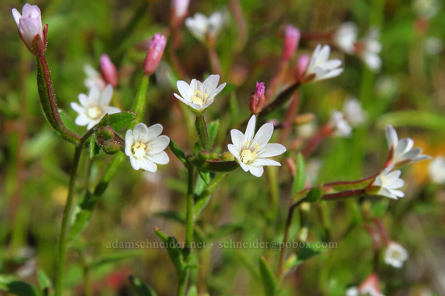 white-flowered willow-herb (Epilobium lactiflorum) [Cone Peak, Willamette National Forest, Linn County, Oregon]