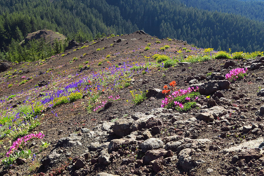 wildflowers (Penstemon rupicola, Delphinium menziesii, ivesia gordonii var. alpicola, Ipomopsis aggregata, Phacelia hastata) [Cone Peak, Willamette National Forest, Linn County, Oregon]