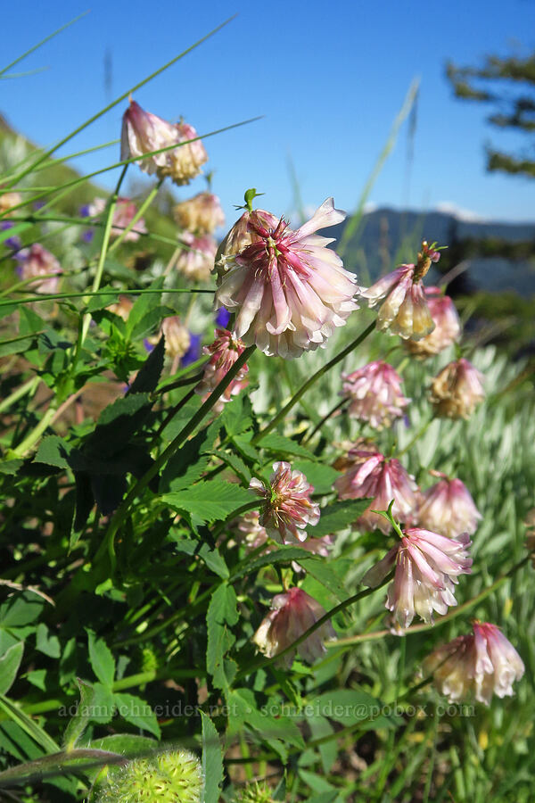 Shasta clover (Trifolium productum (Trifolium kingii ssp. productum)) [Cone Peak, Willamette National Forest, Linn County, Oregon]