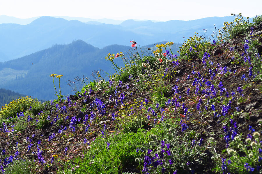 wildflowers (Delphinium menziesii, Ipomopsis aggregata, Senecio integerrimus, Ivesia gordonii var. alpicola (Potentilla gordonii var. alpicola), Allium crenulatum, Phacelia hastata) [Cone Peak, Willamette National Forest, Linn County, Oregon]