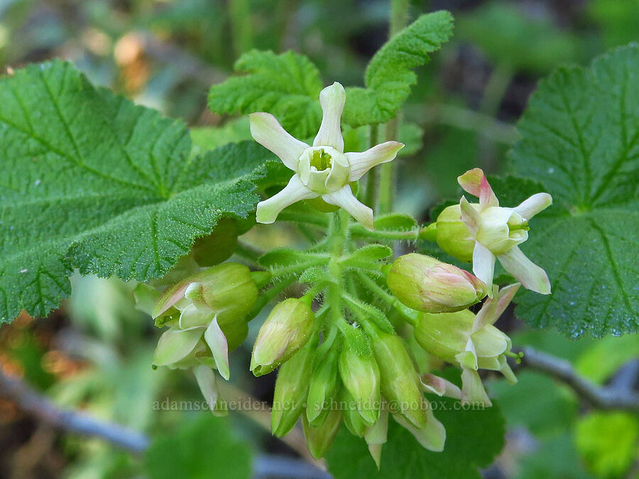 sticky currant flowers (Ribes viscosissimum) [Cone Peak, Willamette National Forest, Linn County, Oregon]