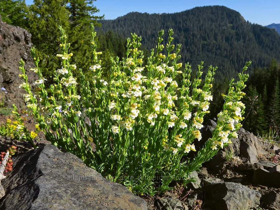 hot rock penstemon (Penstemon deustus var. deustus) [Cone Peak, Willamette National Forest, Linn County, Oregon]