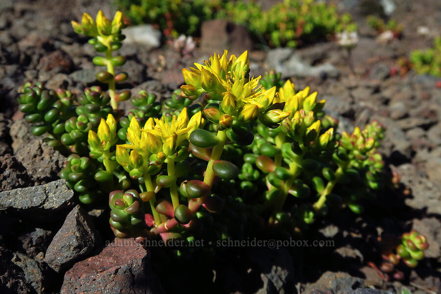 spreading stonecrop (Sedum divergens) [Cone Peak, Willamette National Forest, Linn County, Oregon]